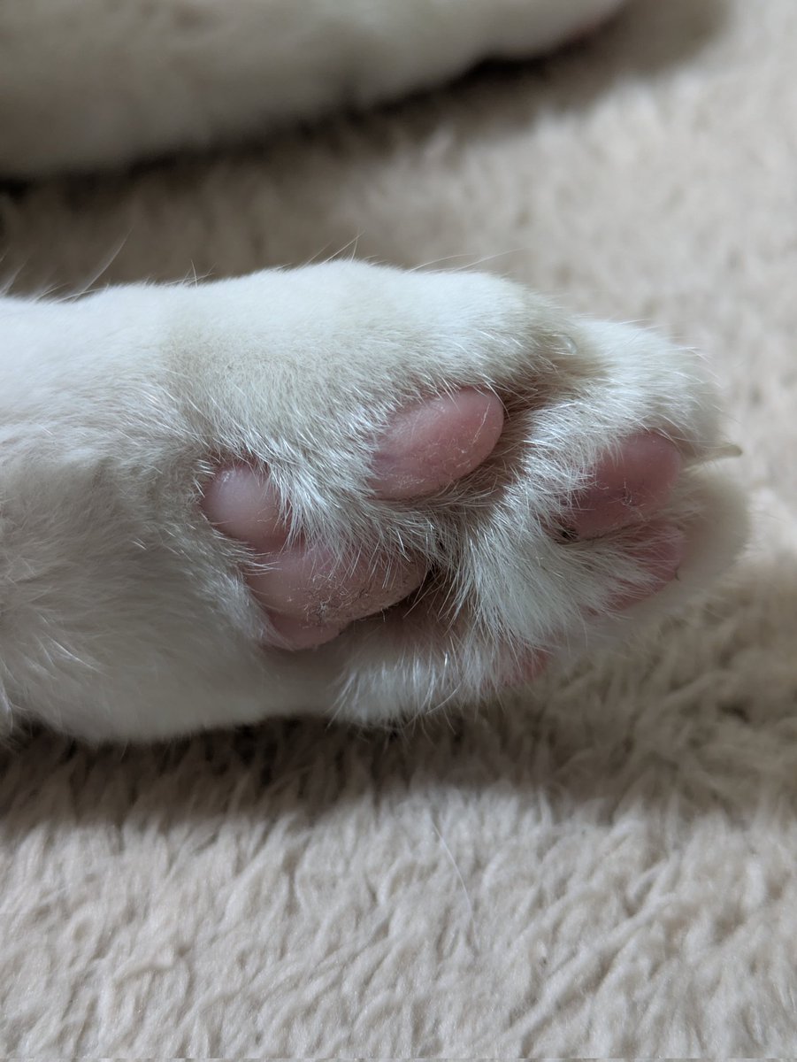 れんちー (@_gsotg_bolt_s) on Twitter photo 