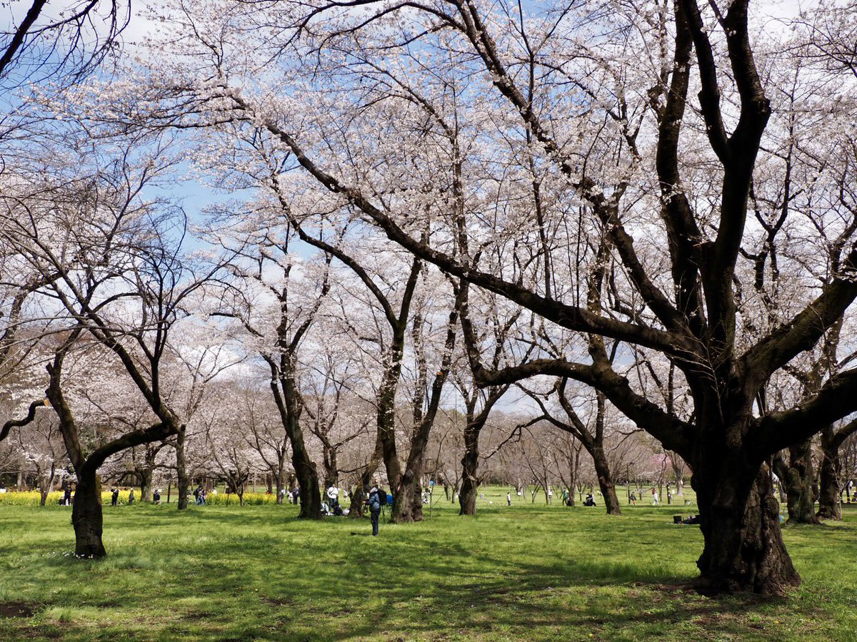 ロプロス tweet media