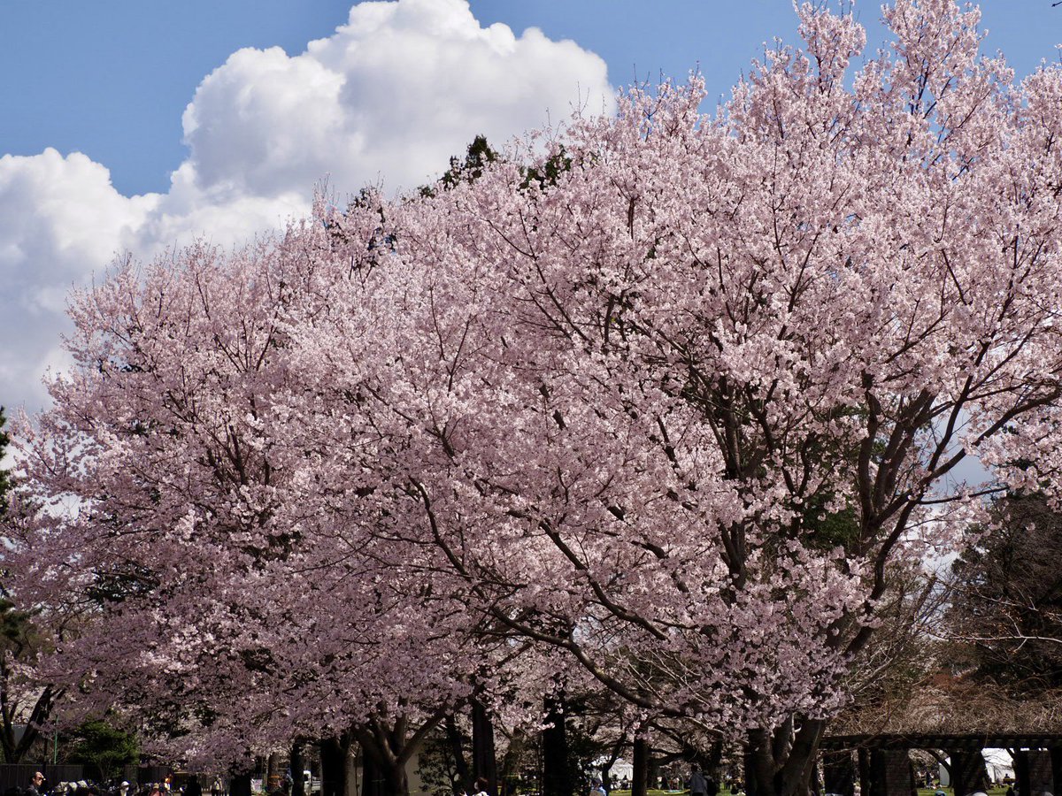 ロプロス tweet media