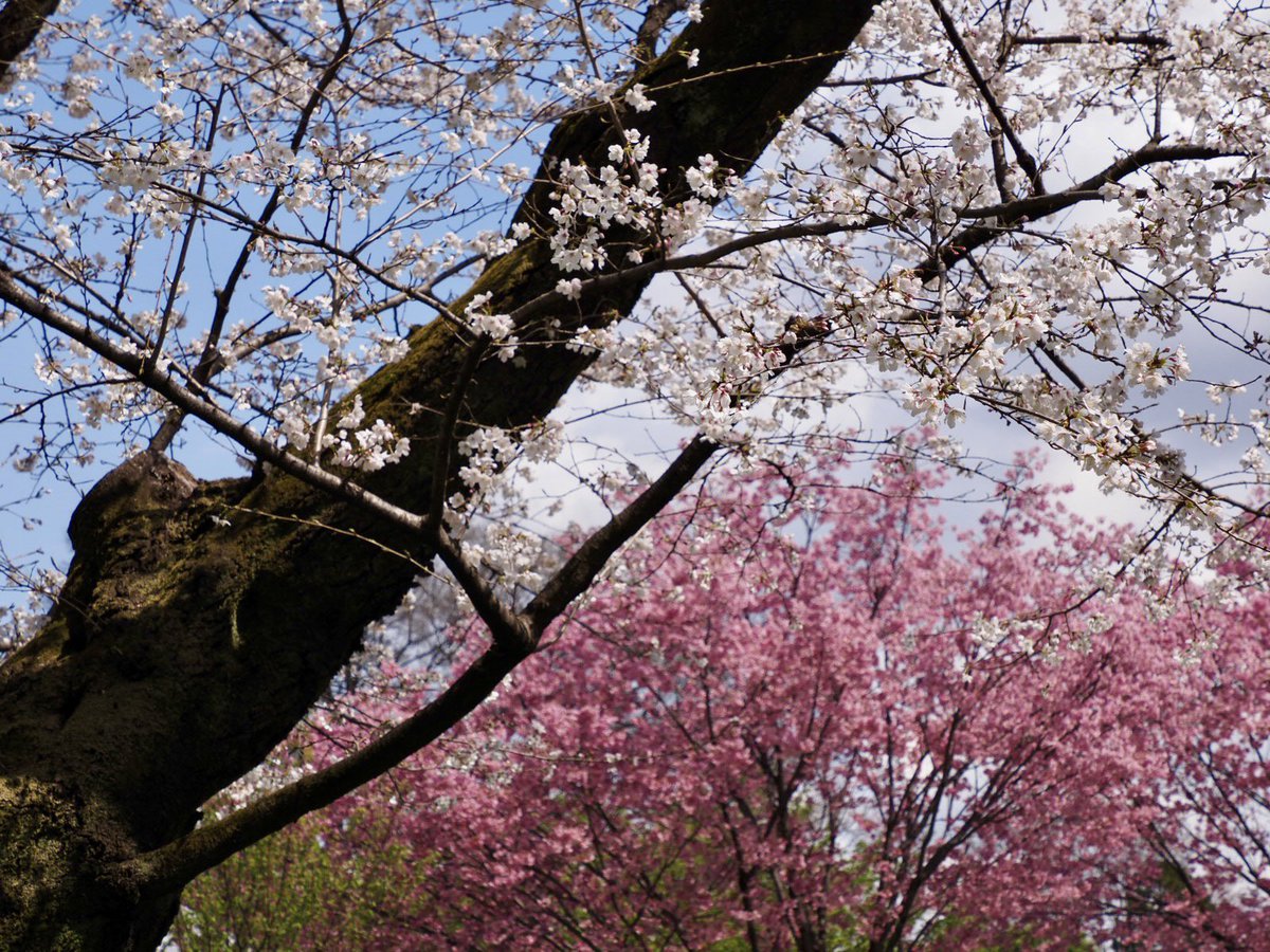 ロプロス tweet media