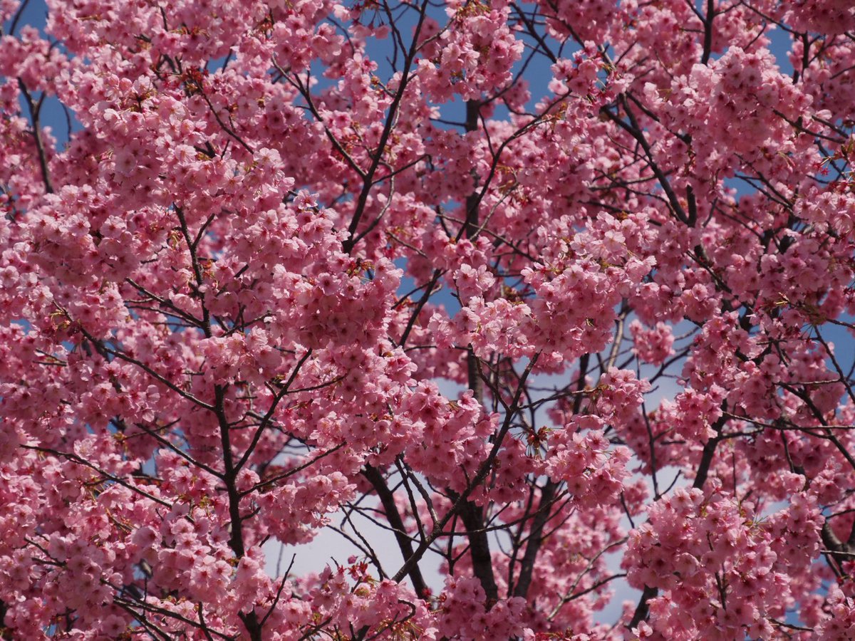 ロプロス tweet media