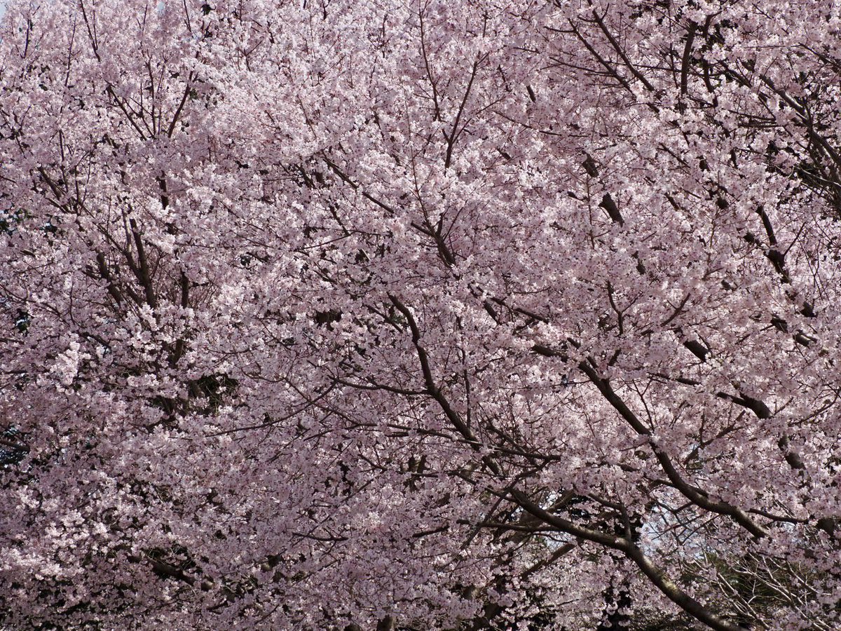 ロプロス tweet media