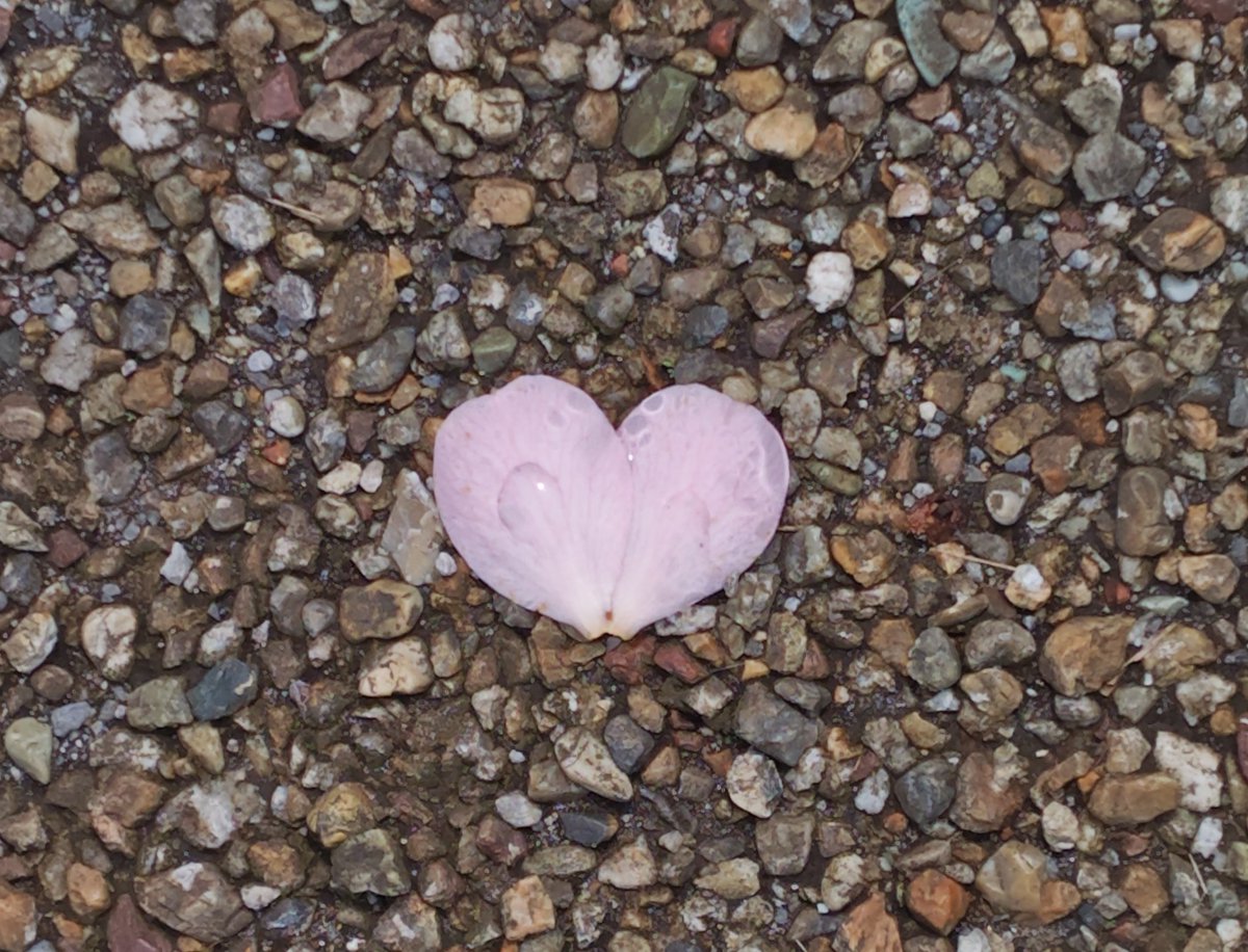 ひろ🎤👑🐻❄️🩵🤍🩶 tweet media