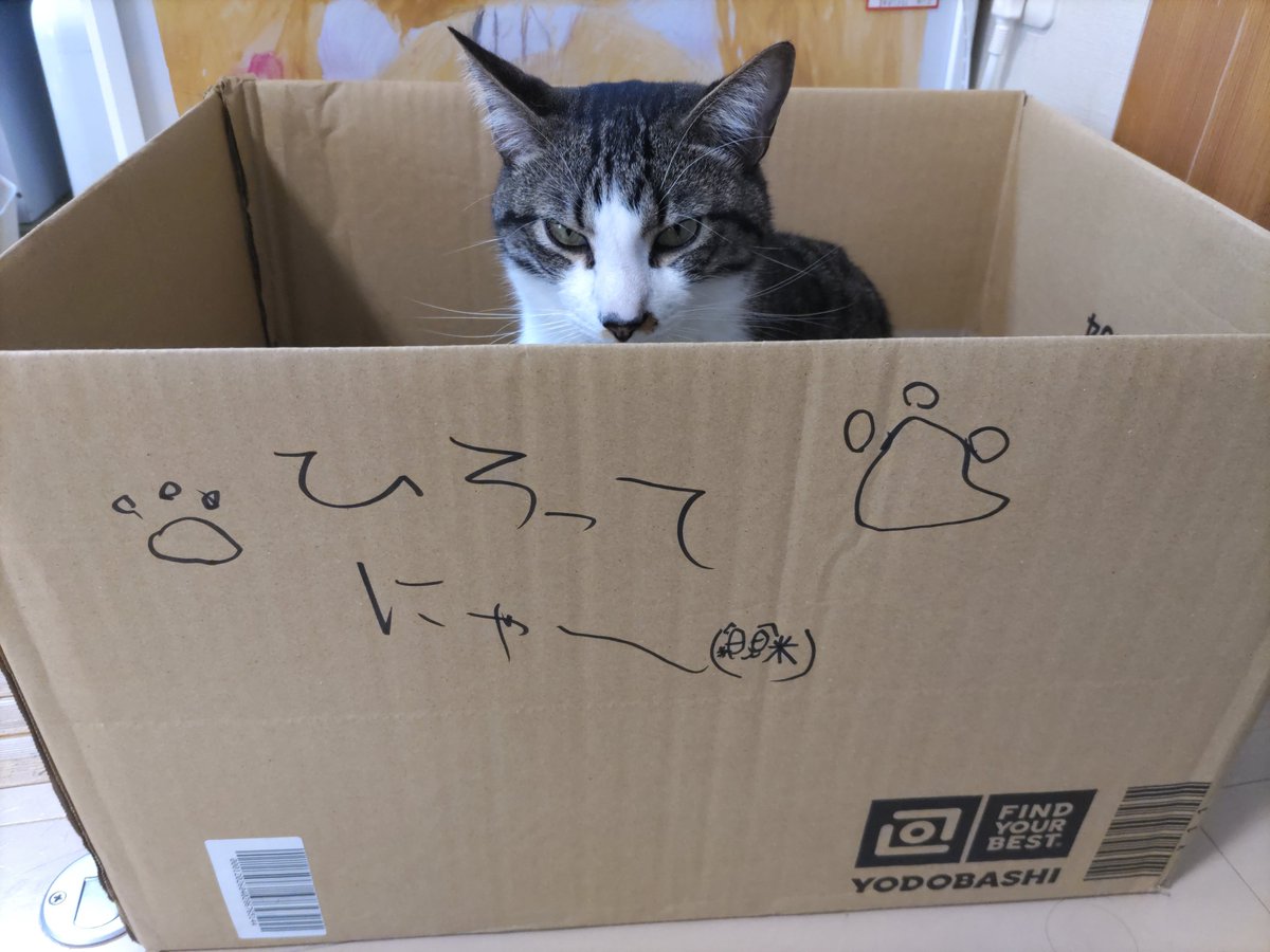 chabo (@chabo_on_c) on Twitter photo 