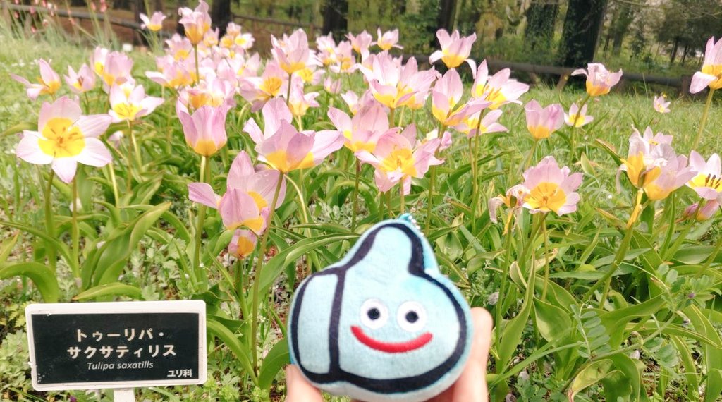 とこ🍎5/3ハツボシマーケット tweet media