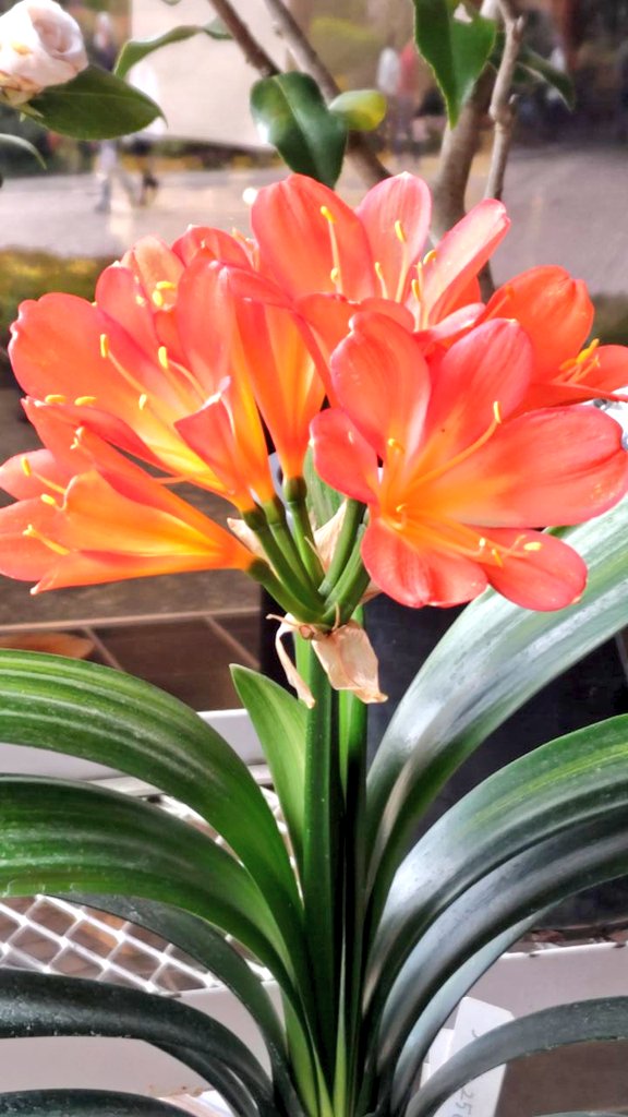 とこ🍎5/3ハツボシマーケット tweet media