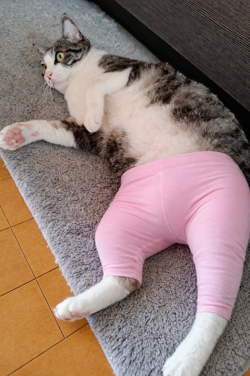 白ご飯をパクっとのりたま😎🫰✨ tweet media