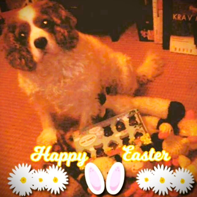 MandyAstle's tweet image. Happy Easter everyone from me &amp;amp; little Easter bunny Angel Henry🐣🐰#happyeaster #eastersunday #cavpack #rainbowpack #Cavaliers #Easter #dogsoftwitter