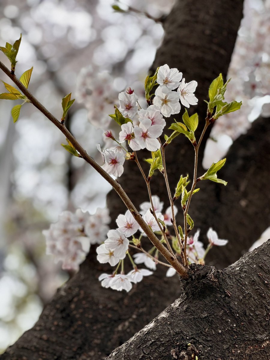 K-Series Addict in Seoul 🇰🇷 tweet media