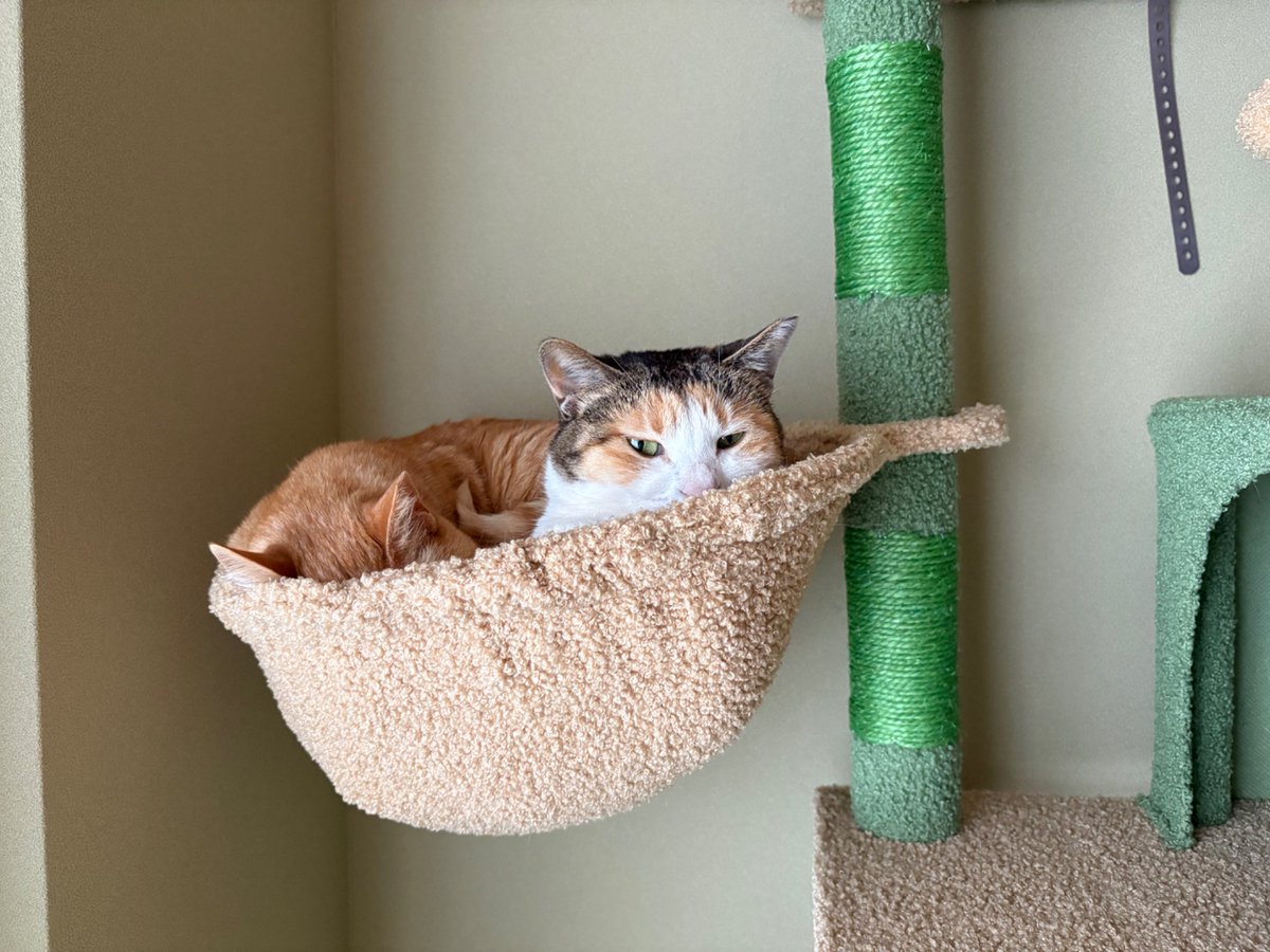 うめたろう tweet media