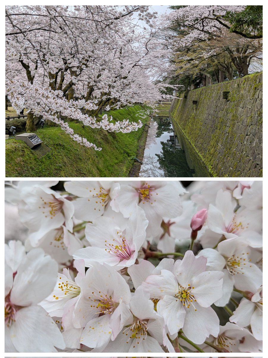 金沢満開です🌸
早朝にふらっと散歩してきました🚶
今年もこの季節が来ちゃいましたね
そろそろ金魚の準備しなくちゃ💦
#兼六園
#金沢城公園
#金沢城・兼六園四季物語