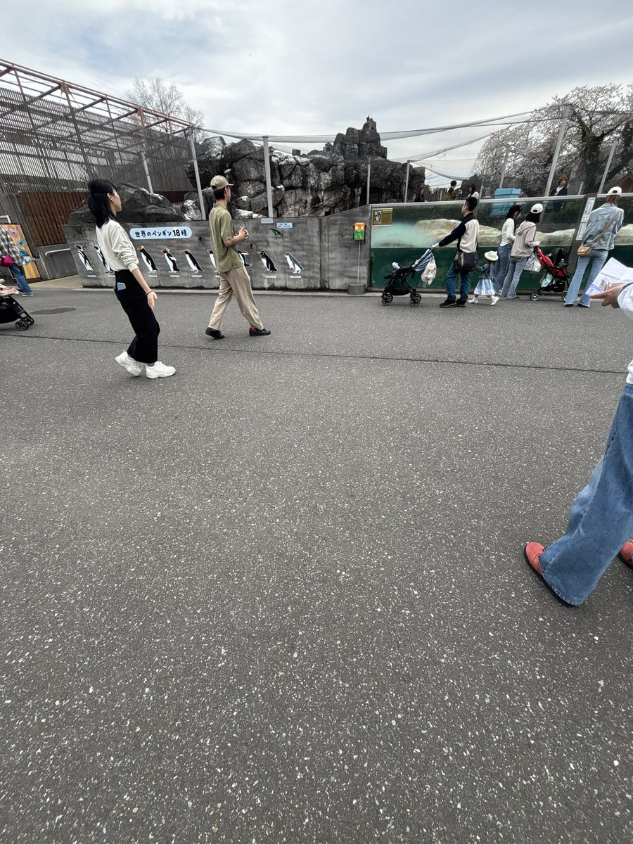 R6q9sjjcvsaBLgA's tweet photo. 至急！！
トークイベントのチケットが東武動物公園のペンギンエリアの前に落ちていました。
係の方に渡しておきました！
この投稿回してください！
#超特急タカシ https://t.co/XKOn2T58BE