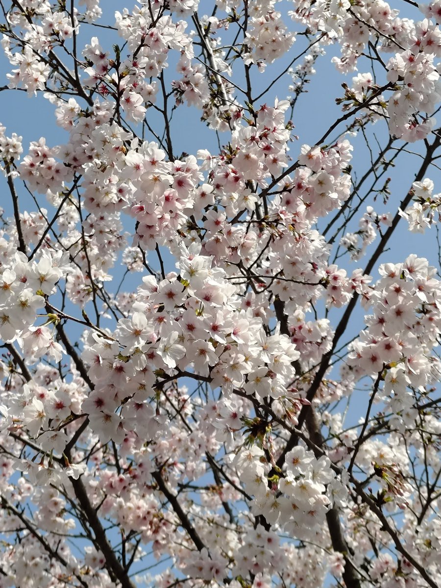 ossanjunchan2's tweet photo. 北海道は、まだまだ寒いですね

風邪ひかないように気をつけないと

#お花見
#出張 https://t.co/3q86GxOvUE