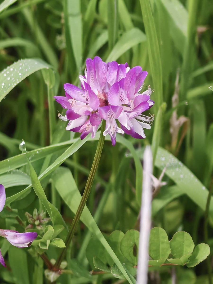 小明同学 tweet media