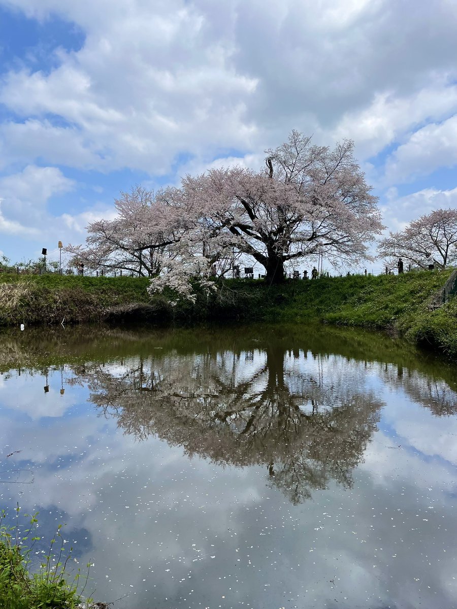 しも＠道楽者🍇🅿️🐊 tweet media