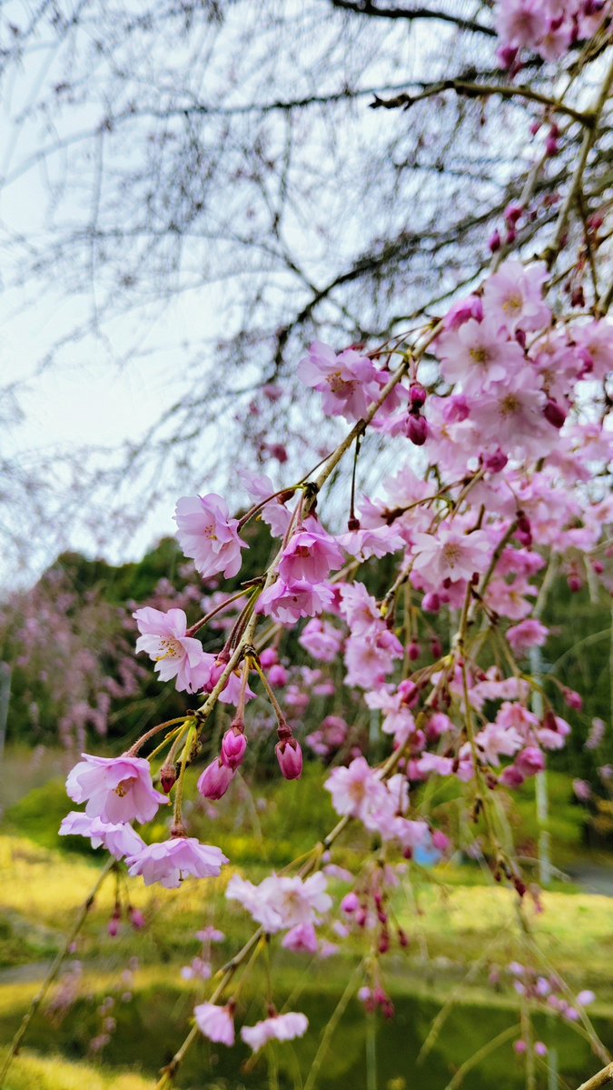 TS@DQX(フリュイ) tweet media