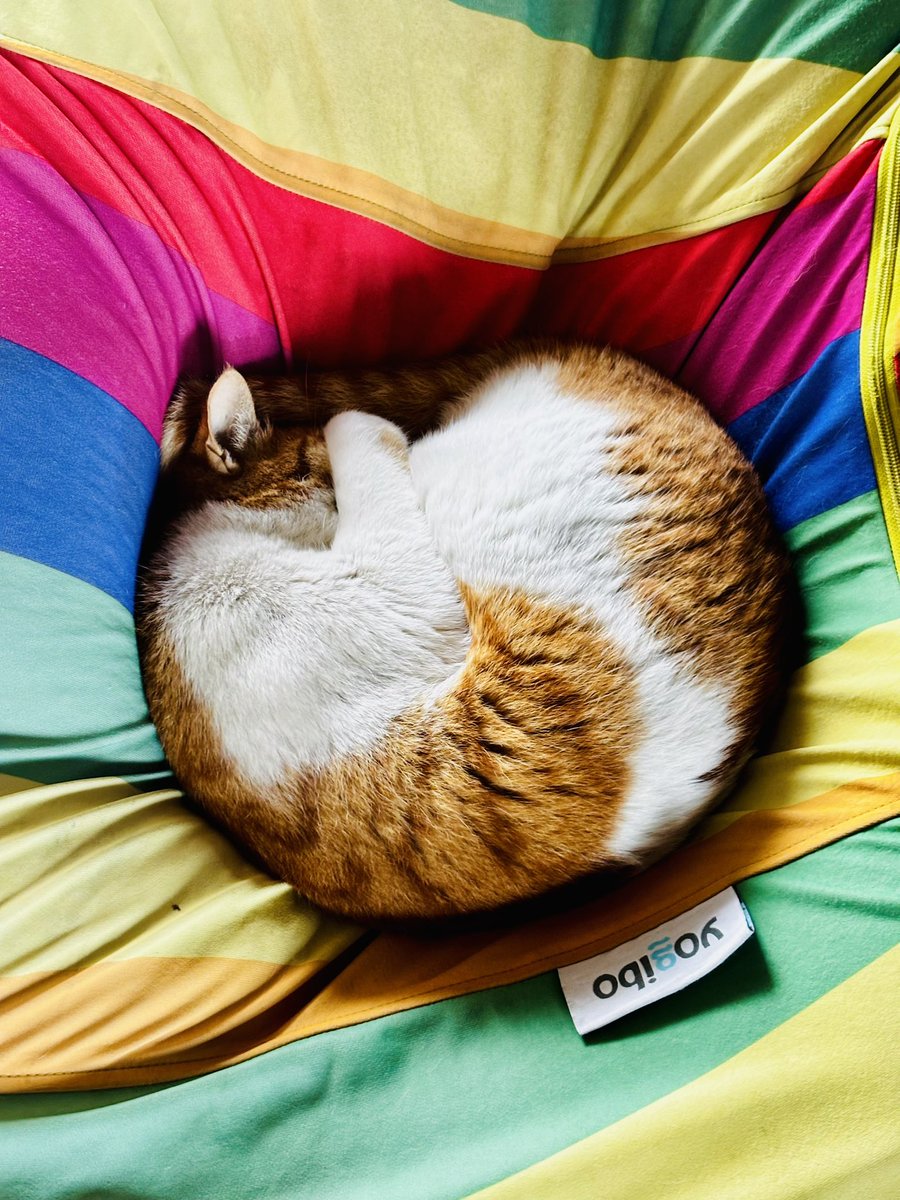 おーた部長👨🌾Yogibo ヴェルサイユリゾートファーム STAFF🌹 tweet media