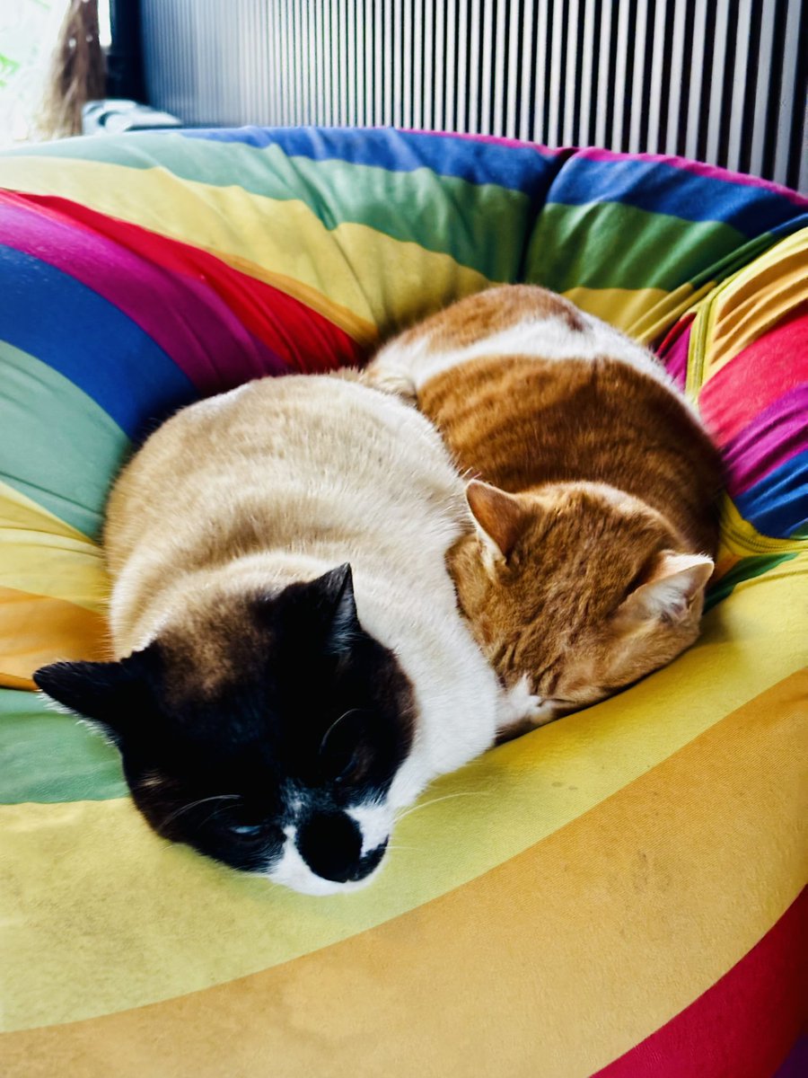 おーた部長👨🌾Yogibo ヴェルサイユリゾートファーム STAFF🌹 tweet media