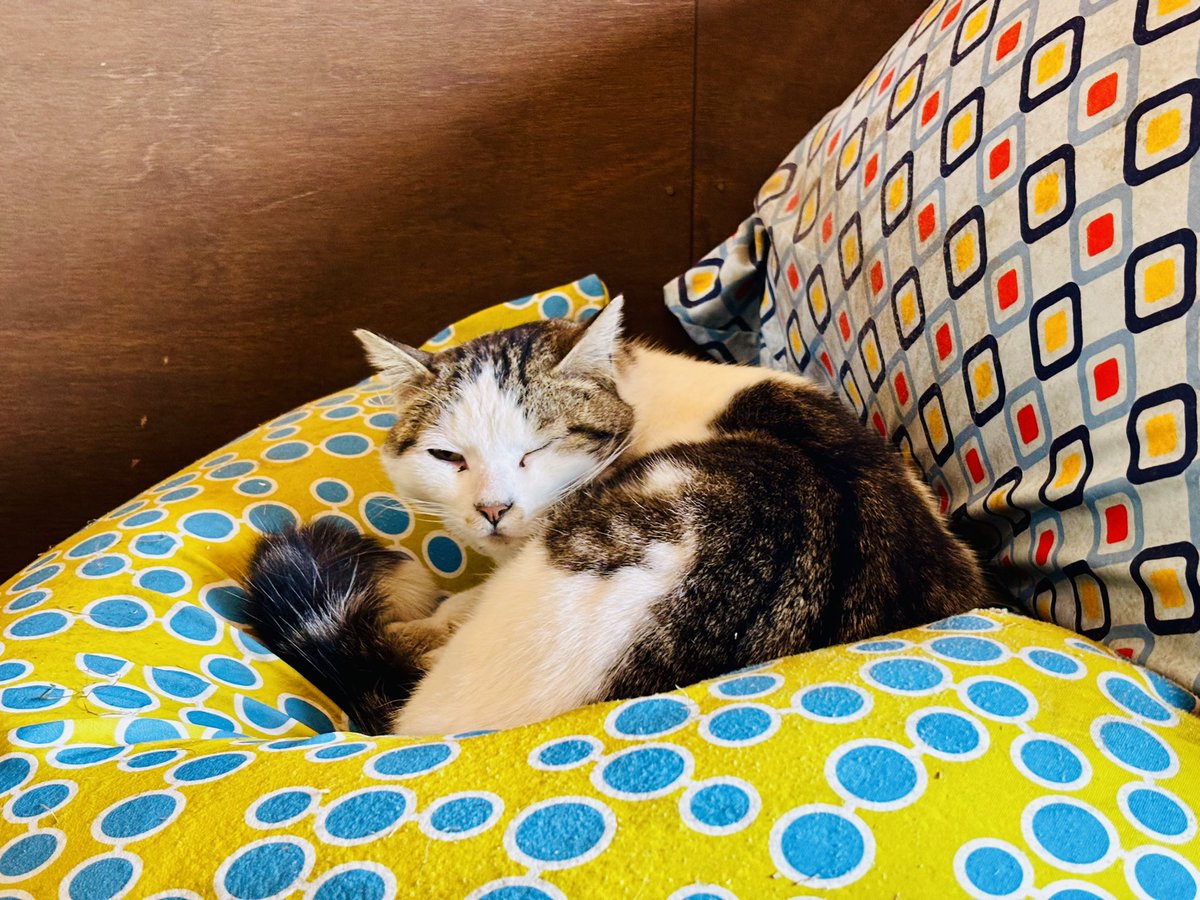 おーた部長👨🌾Yogibo ヴェルサイユリゾートファーム STAFF🌹 tweet media