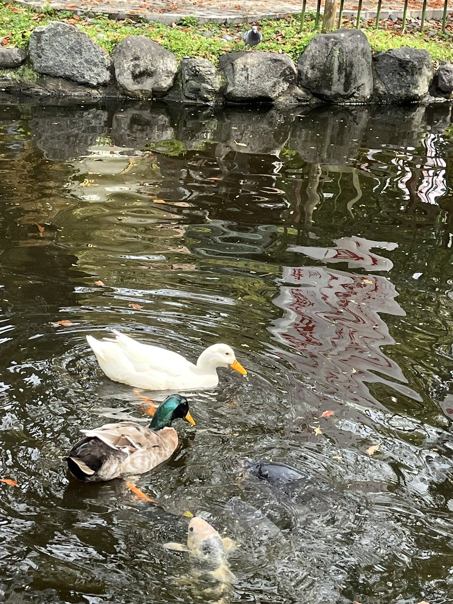 Moroo Jun tweet media