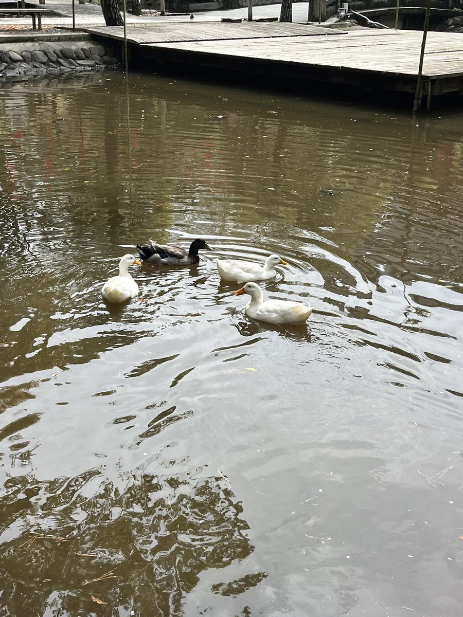 Moroo Jun tweet media