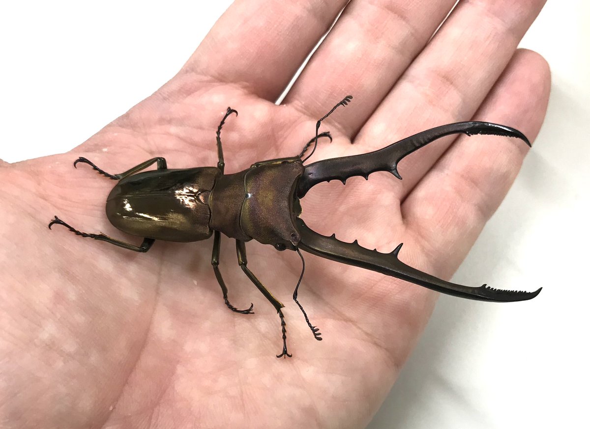 むし社 tweet media