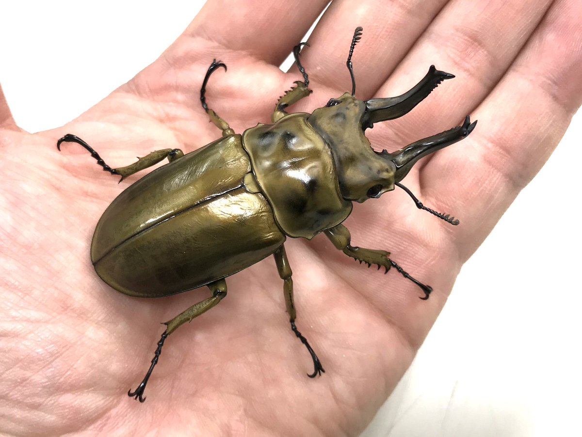 むし社 tweet media