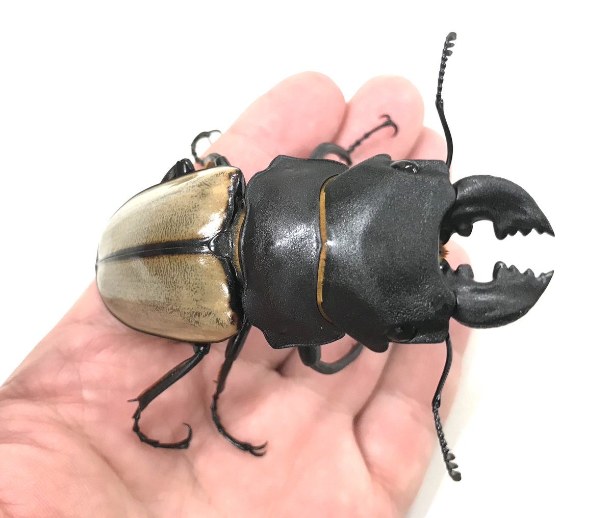 むし社 tweet media