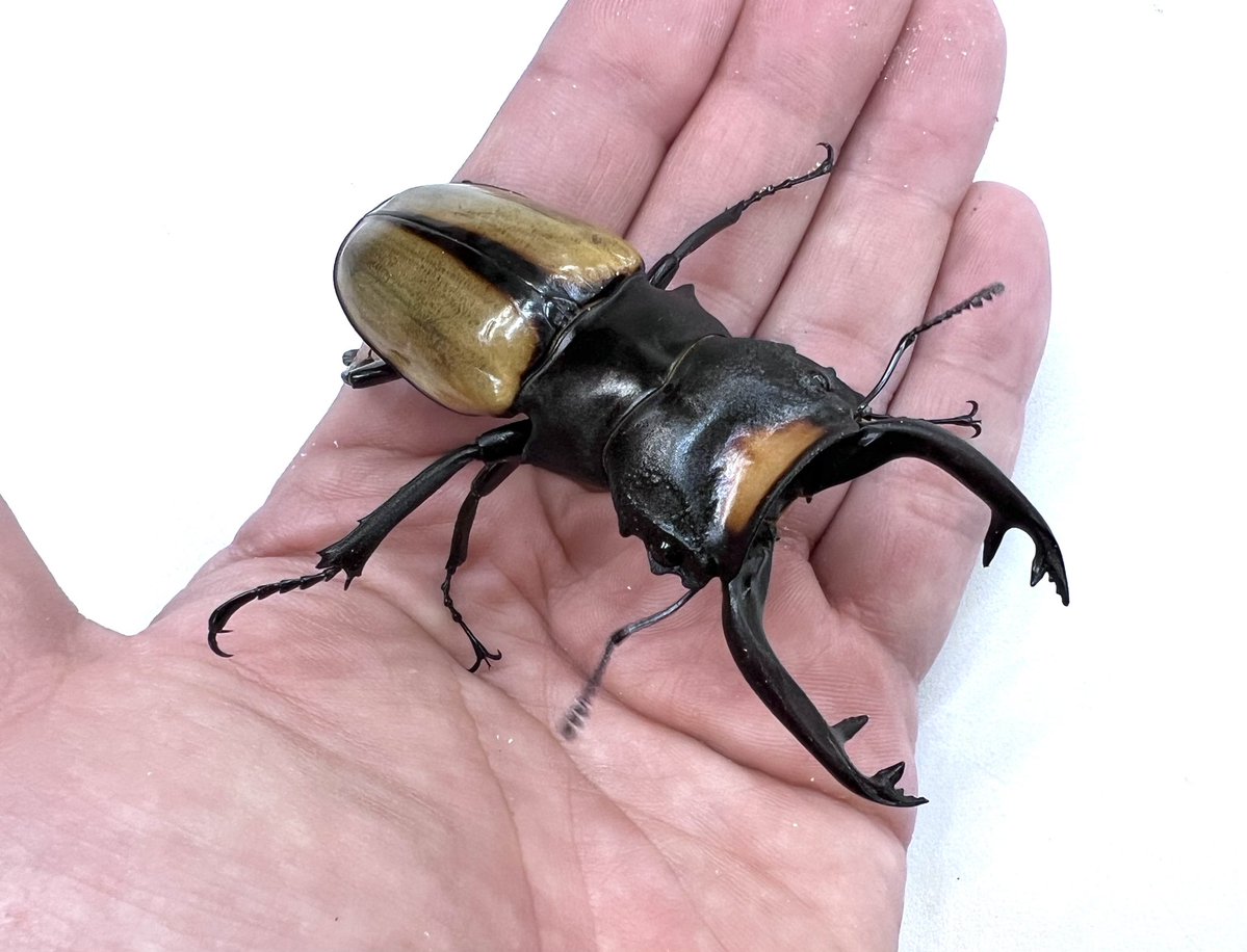 むし社 tweet media