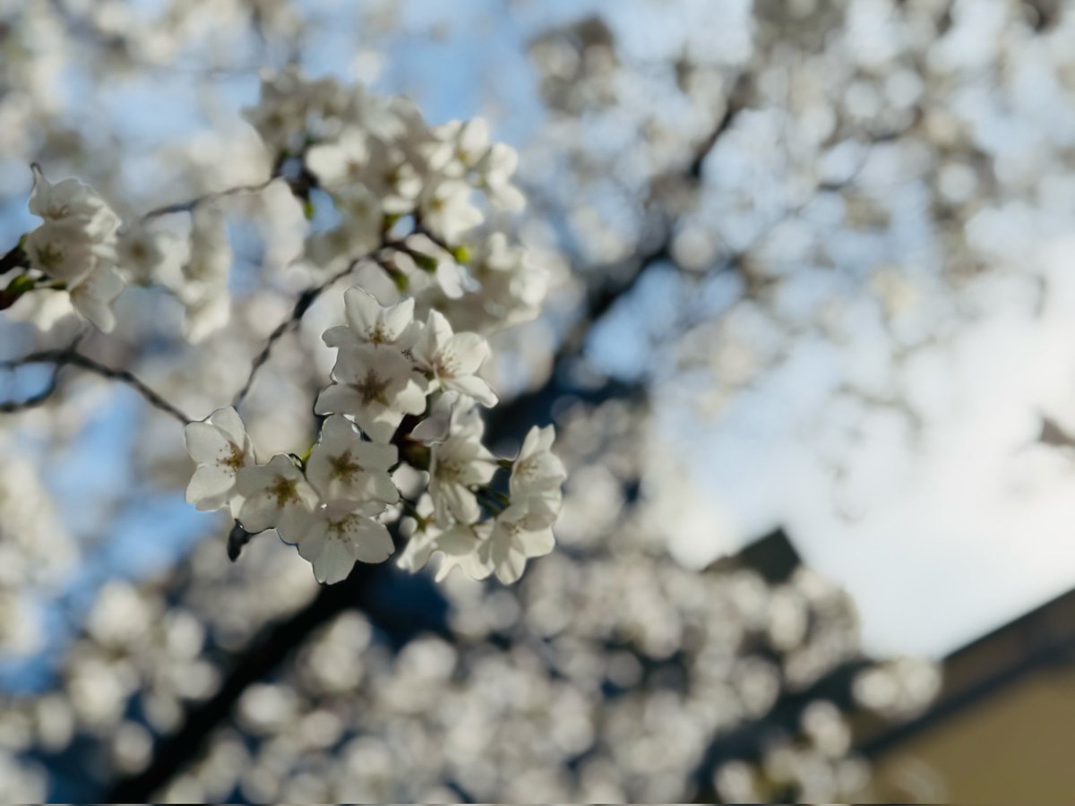 はれコス tweet media