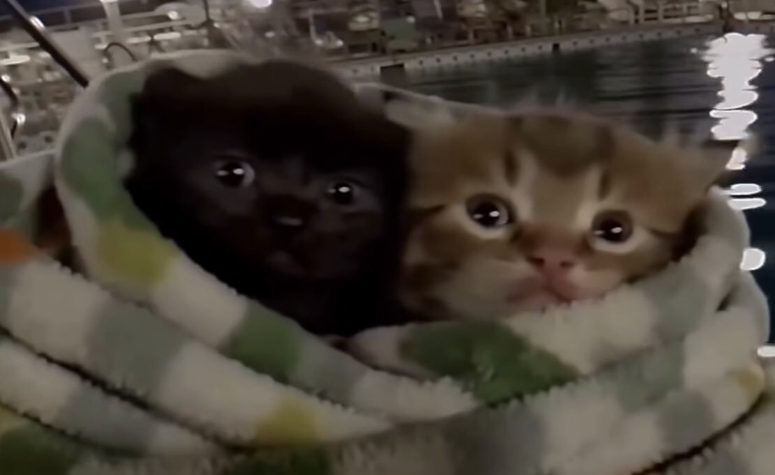 Emi 🍉 tweet media