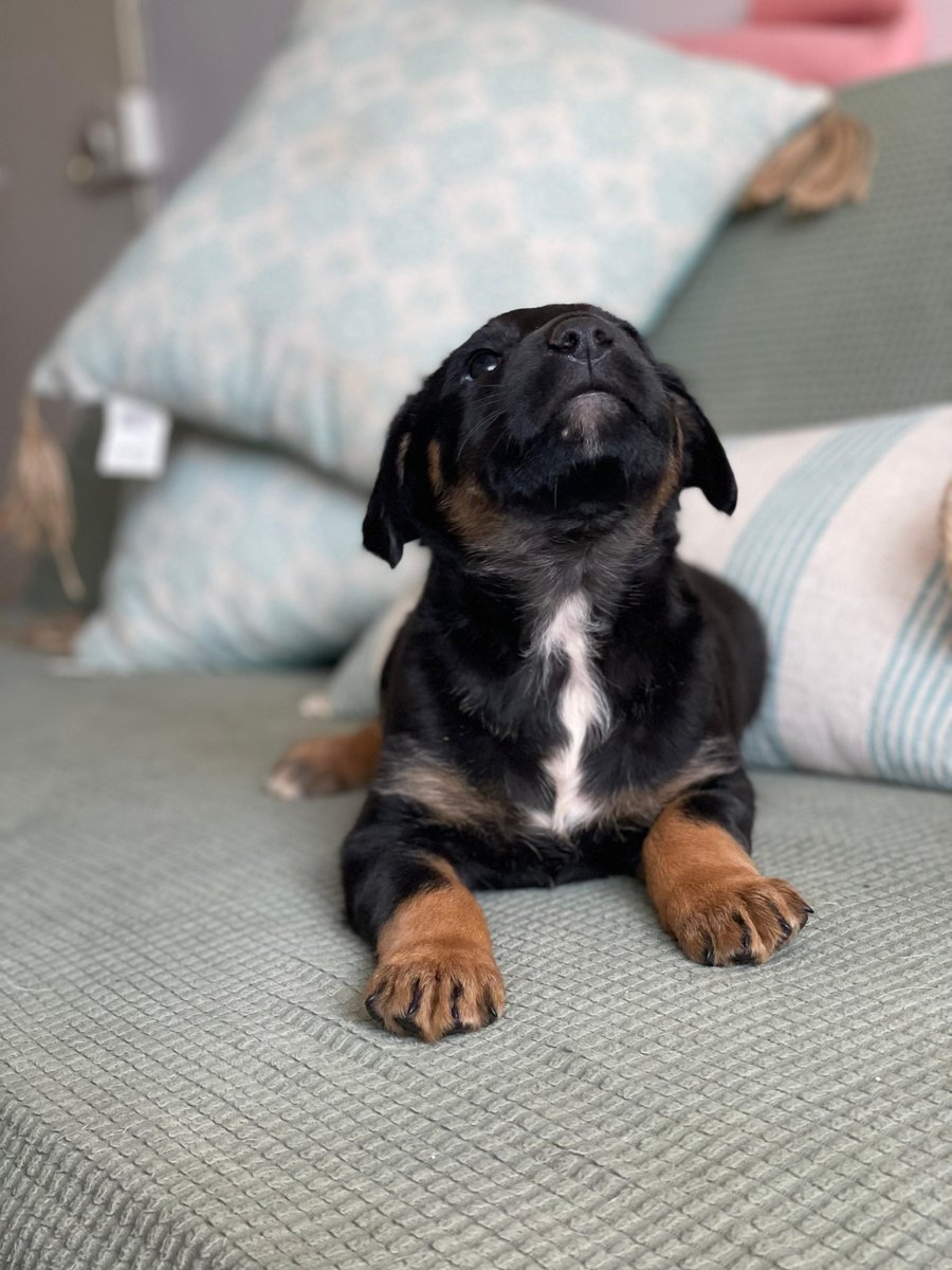 Consuelo tweet media