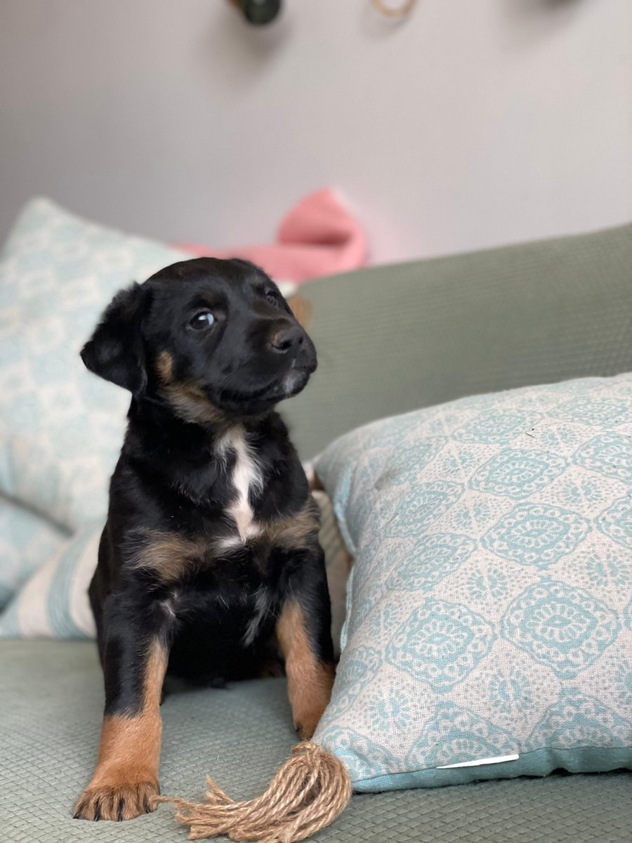 Consuelo tweet media