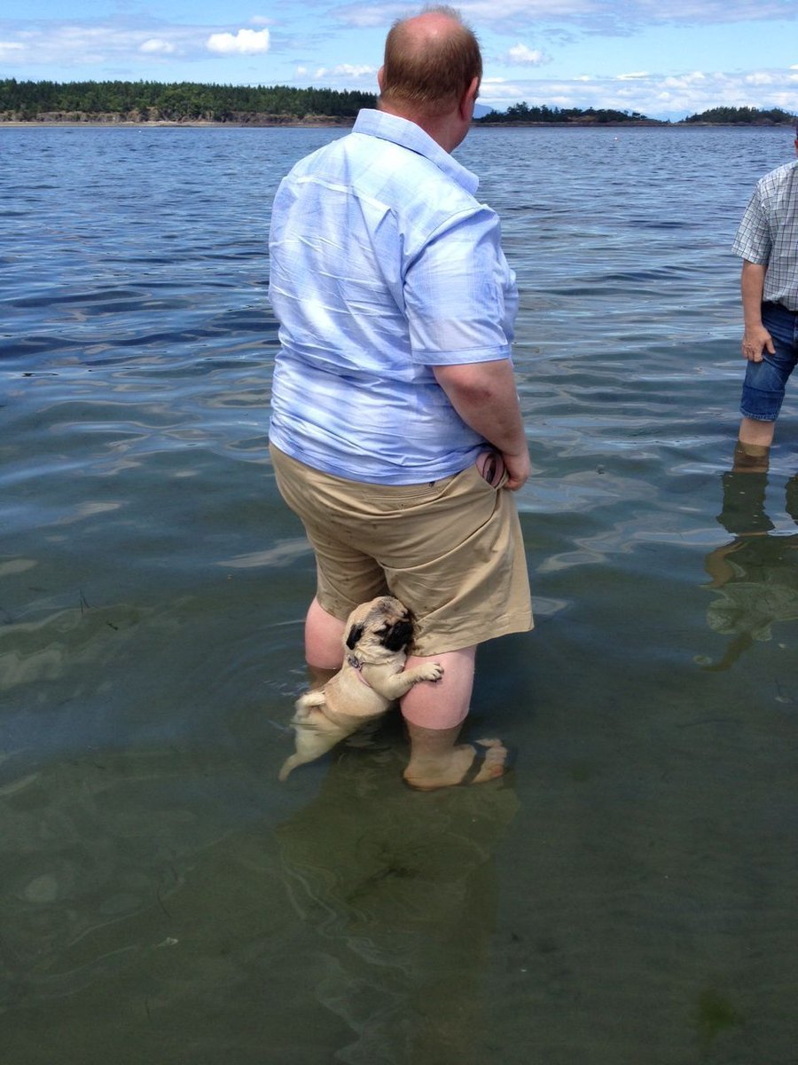 everything dogs 🐶 tweet media