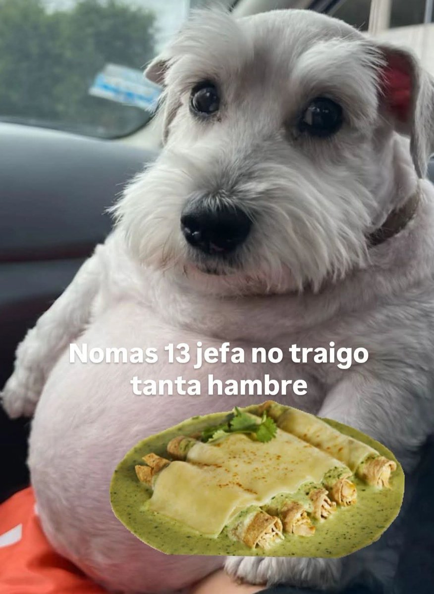 ANIMALITOS SANADORES tweet media