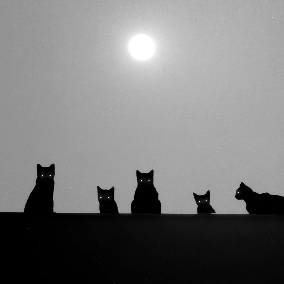 Сумерки позднего лета tweet media