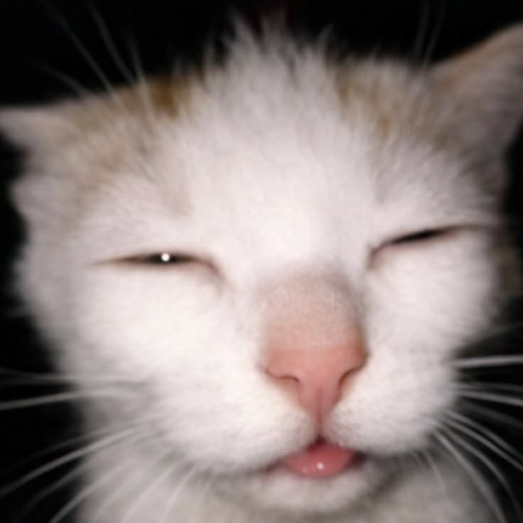 ￣￣￣￣ 𝐐 𝐔 𝐄 𝐄 𝐍. tweet media