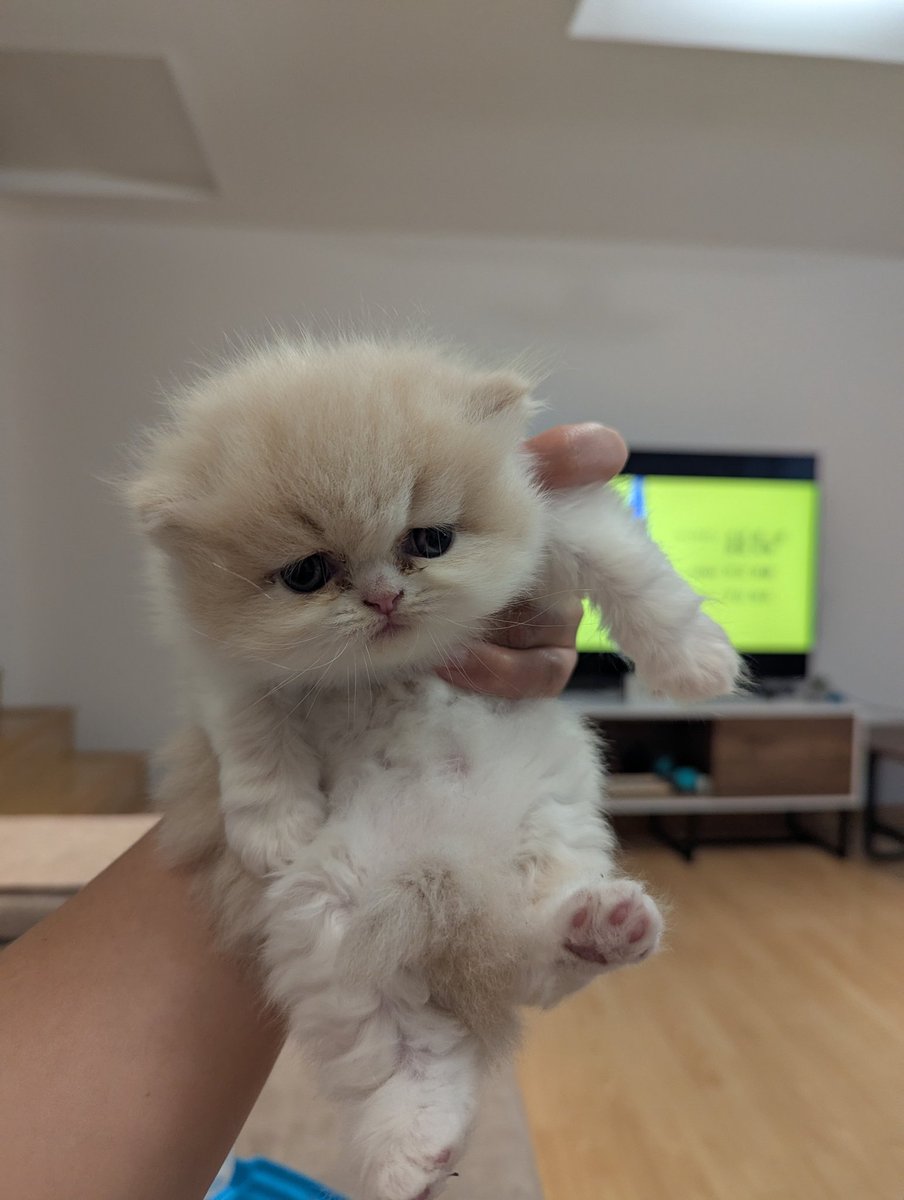 Gabriela Coronel tweet media