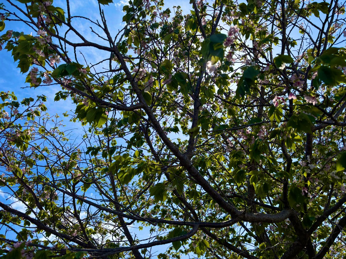 アサヒキャナコ@バックドロップシンデレラ tweet media