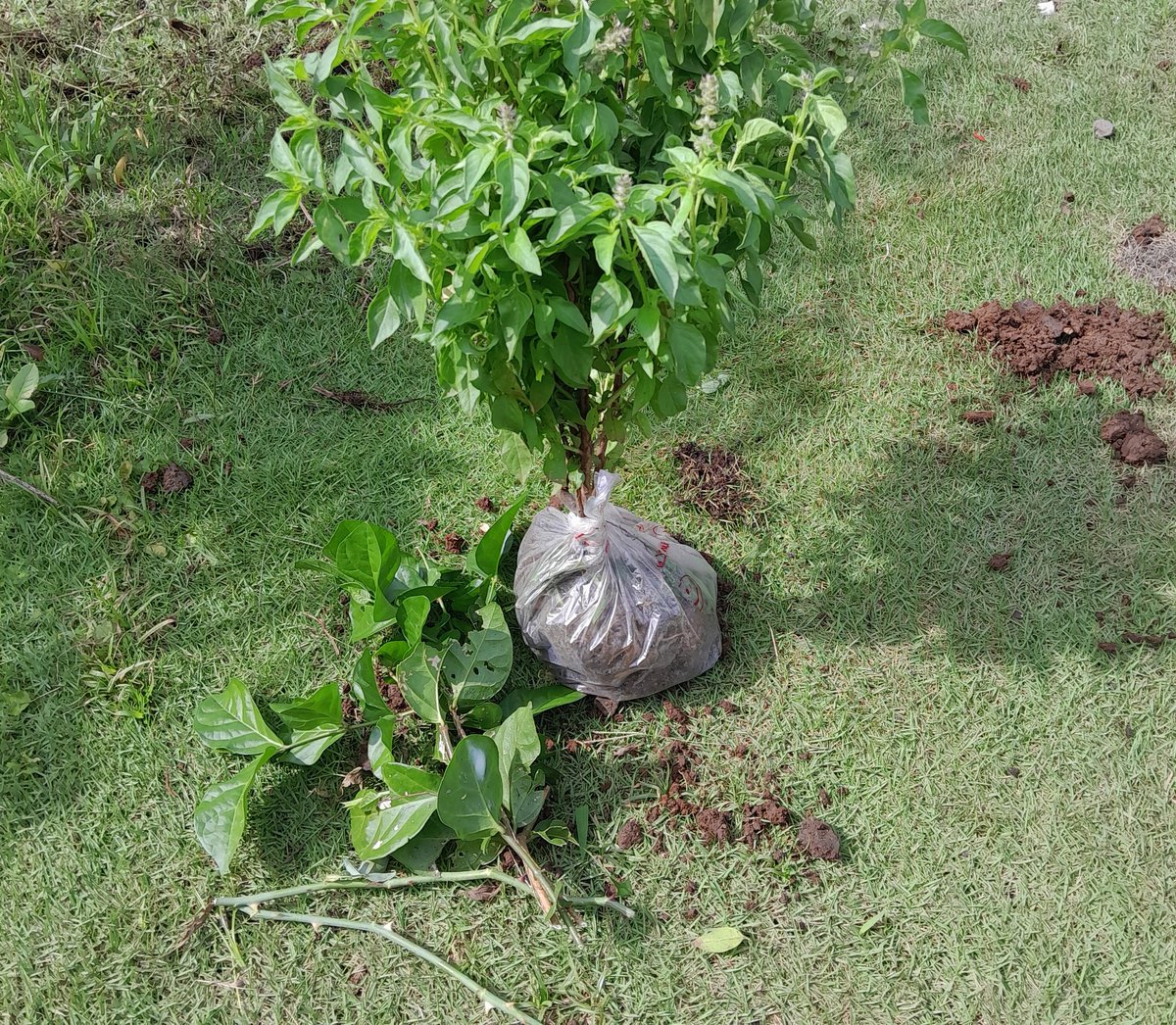 cao 2000+ testimoni 🍫 tweet media