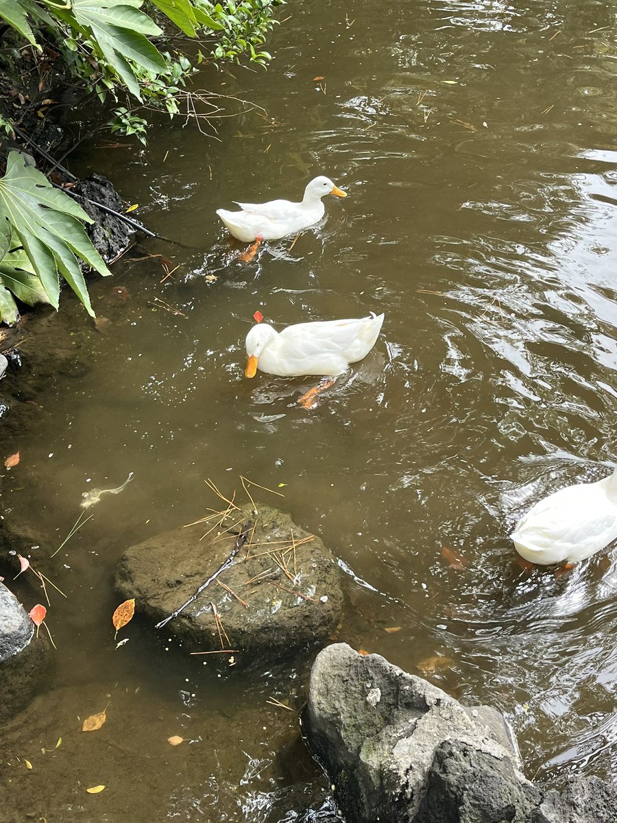 Moroo Jun tweet media