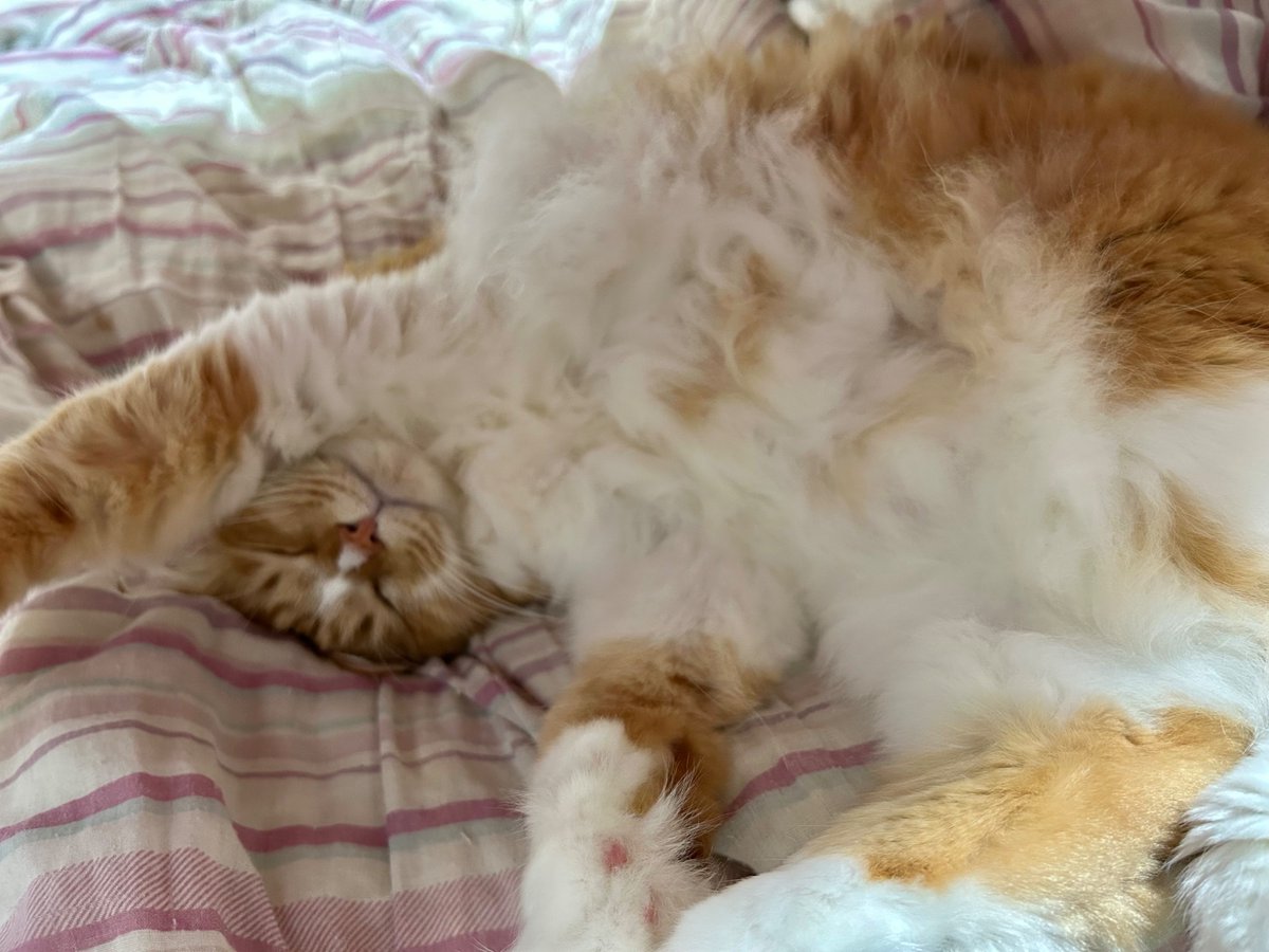 昨日のおねむハルさん🐈

#猫 #cat #猫のいる暮らし