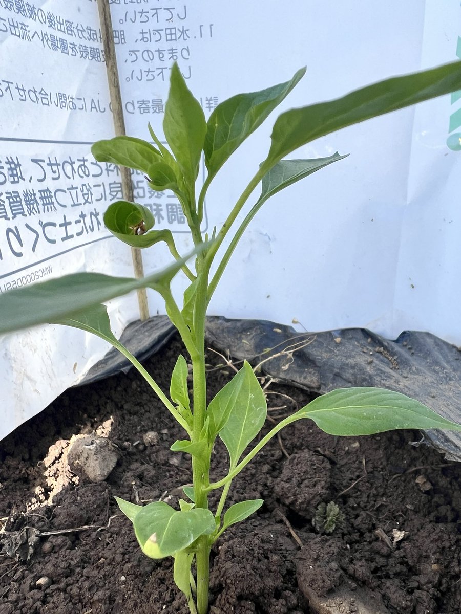 SamuraiShinobuM's tweet photo. セカンドインパクト用の唐辛子。
空き時間に定植しました。
さぁ、今年は6月中に販売可能となるでしょうか？
紅い彗星を凌駕する、美味しさと辛さのセカンドインパクト。
みなさんに美味しく楽しんでもらうため、これから水やりや虫の駆除が始まります。
農薬を使わずに育てるので、結構大変なんです。 https://t.co/1TrdkU2z6r