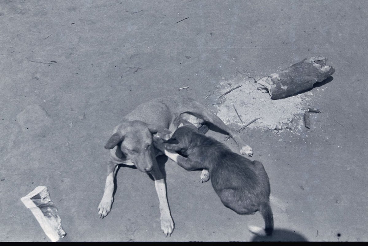 Amammerɛmma tweet media