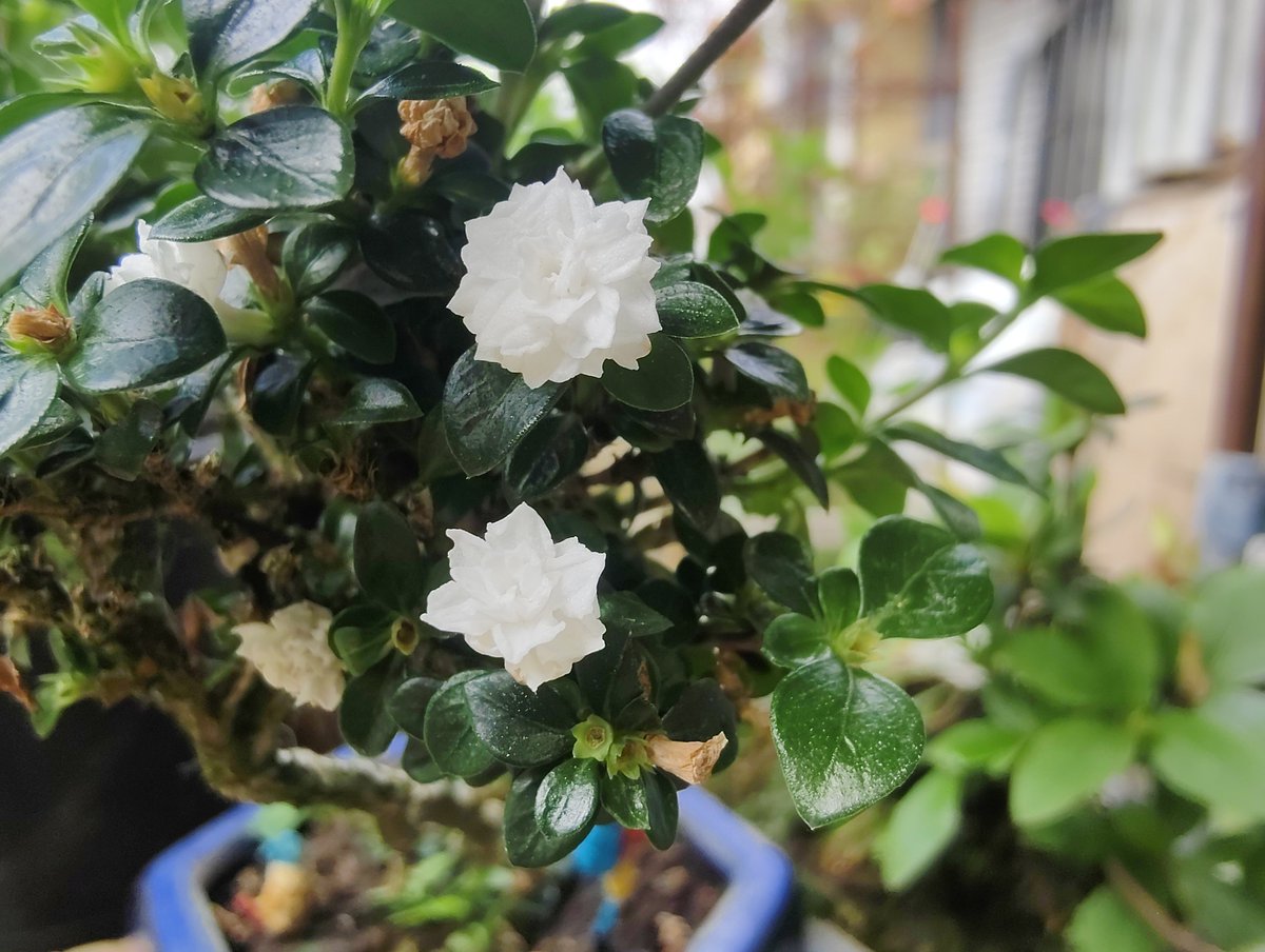 北極星🌟&風鈴草🍀 葉紫 tweet media