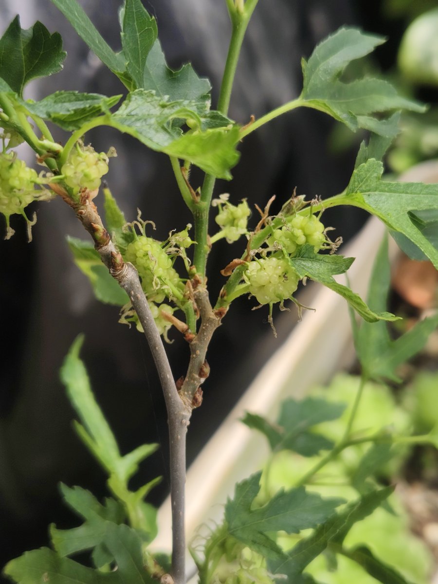 北極星🌟&風鈴草🍀 葉紫 tweet media