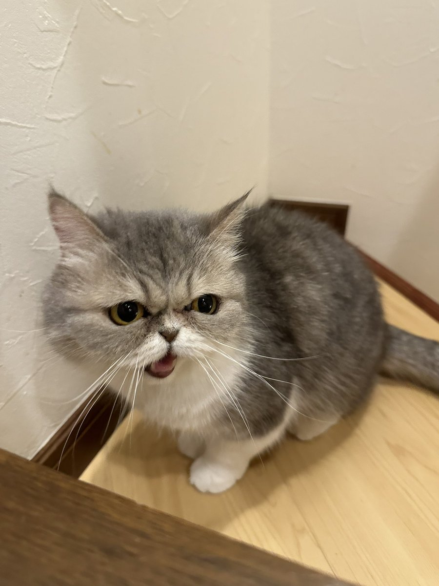 hanichari tweet media