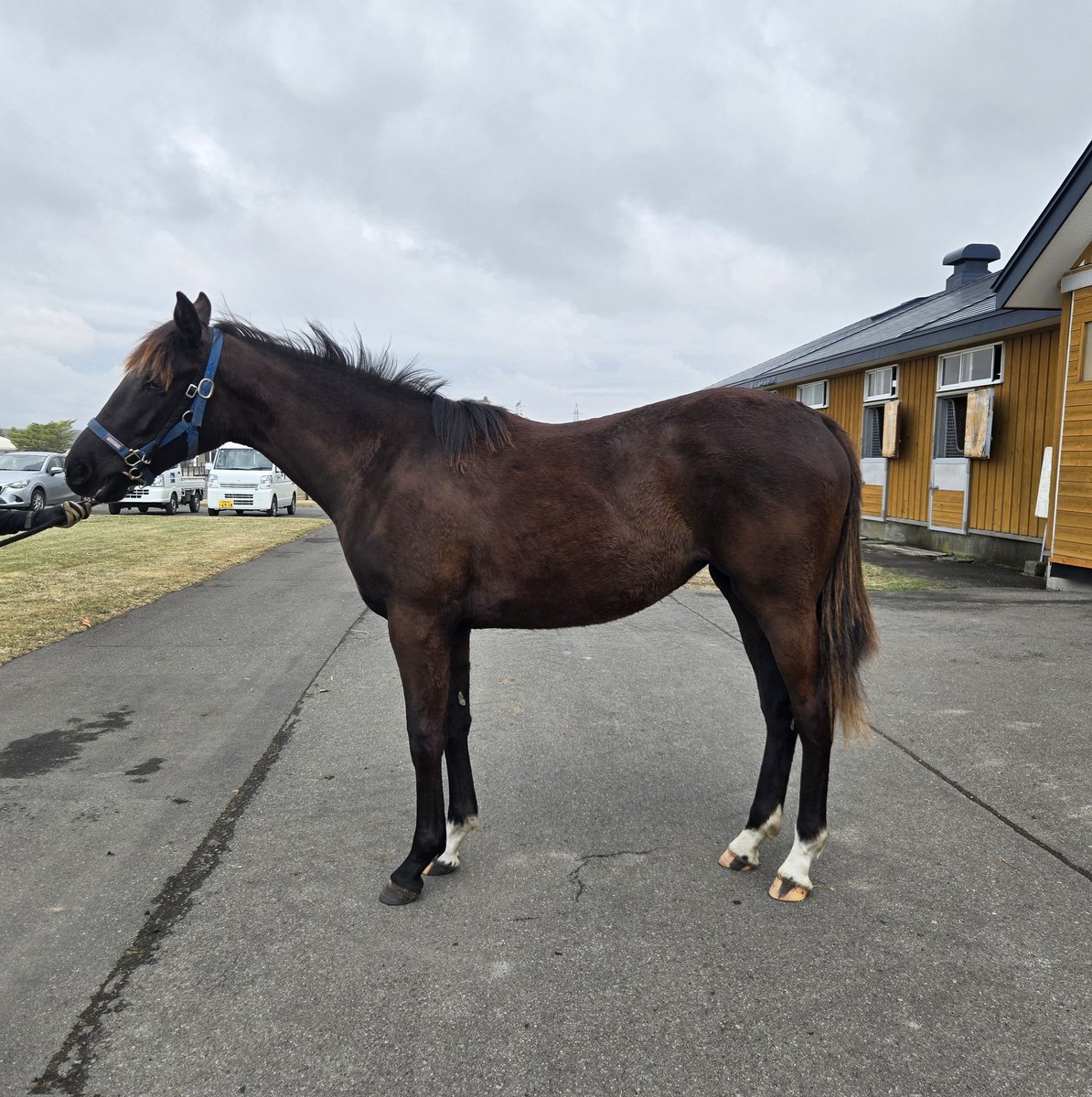 渡り鳥(とり。) tweet media