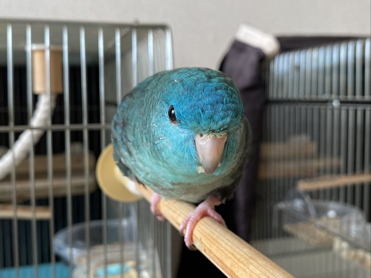 ふうとてん tweet media