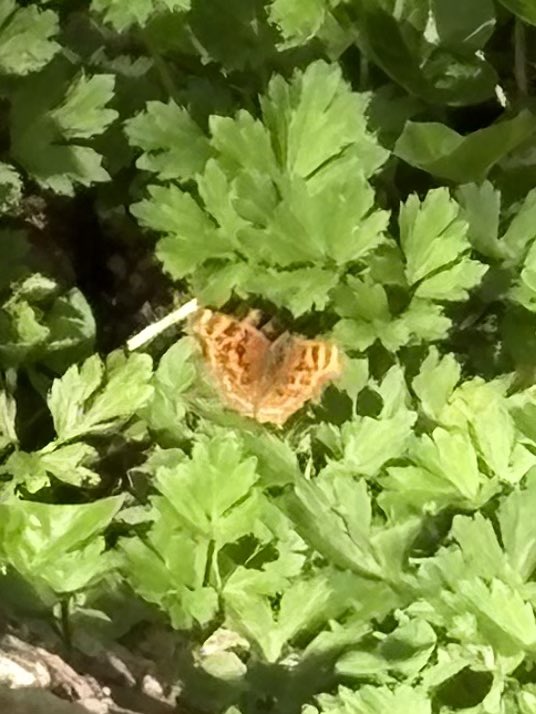 Luz/Citalá/銀珠 tweet media